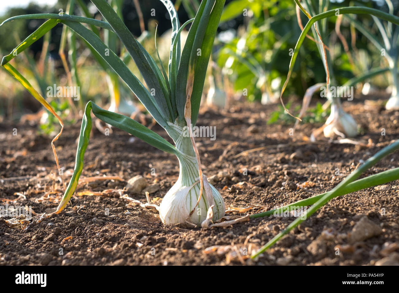 Giant white onion growing in the ground Stock Photo Alamy
