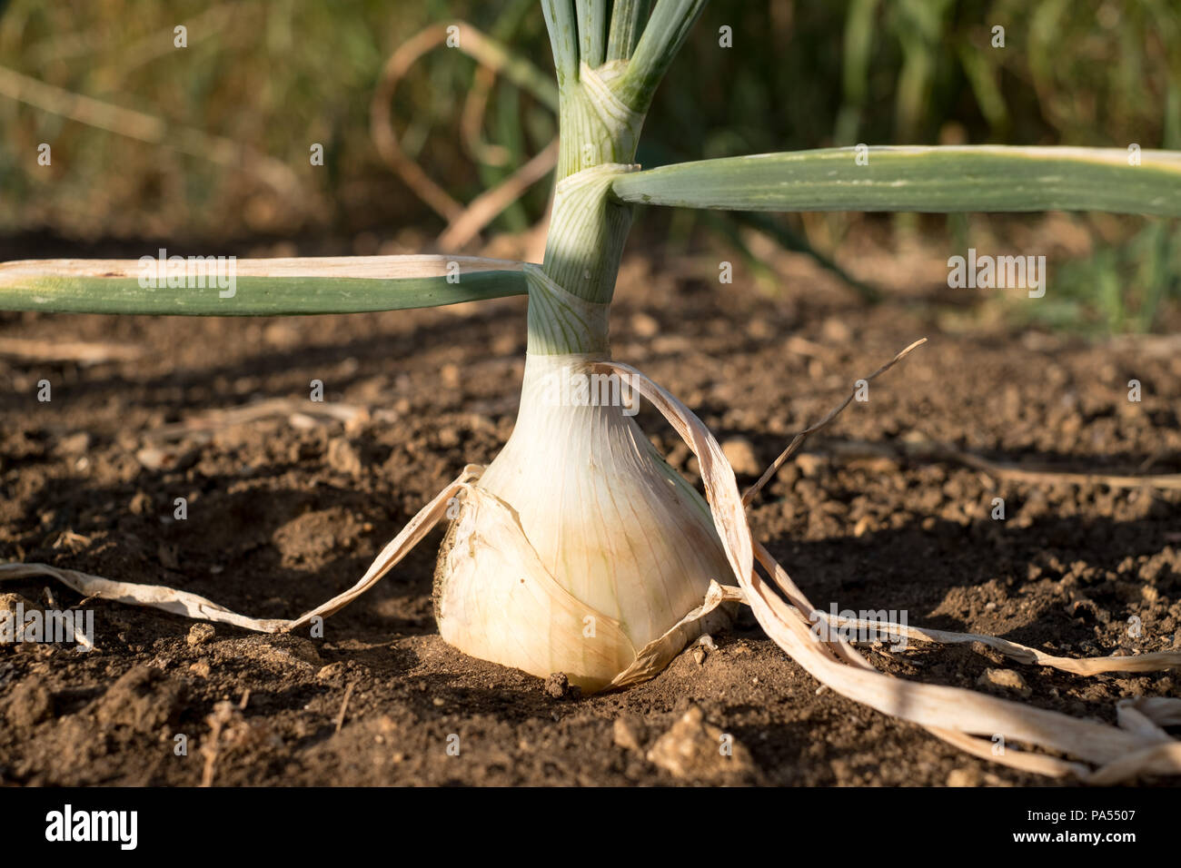 Giant white onion growing in the ground Stock Photo Alamy