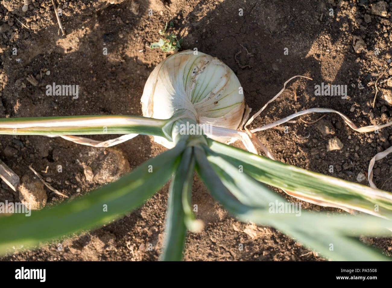 Giant white onion growing in the ground Stock Photo Alamy
