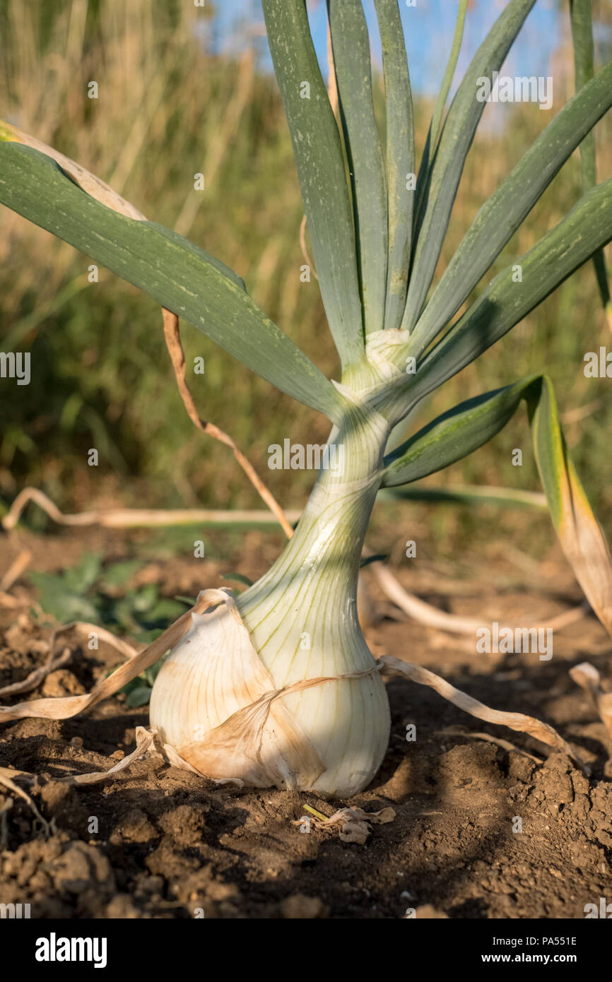 Giant white onion growing in the ground Stock Photo Alamy