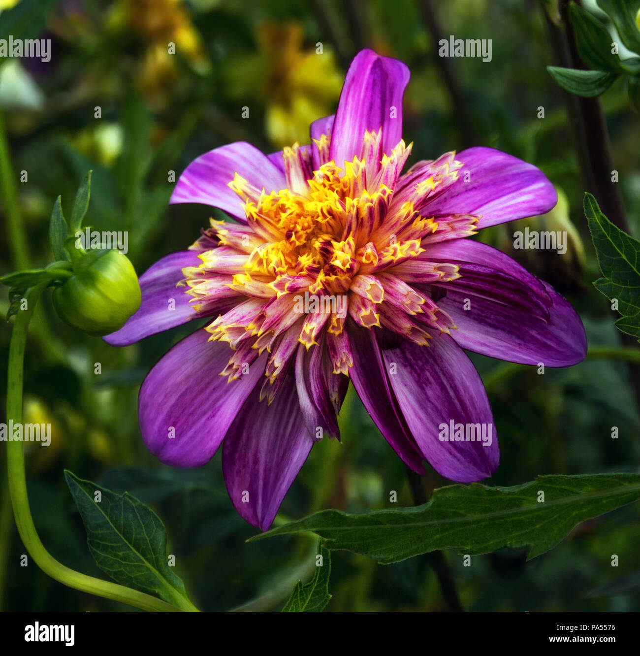 Dahlias close up hi-res stock photography and images - Alamy
