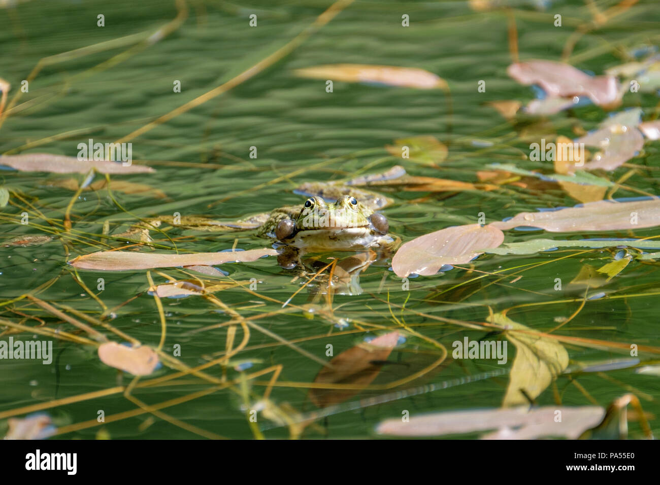 Happy frog in a pond. Frogs in a beautiful clear fresh water pond in