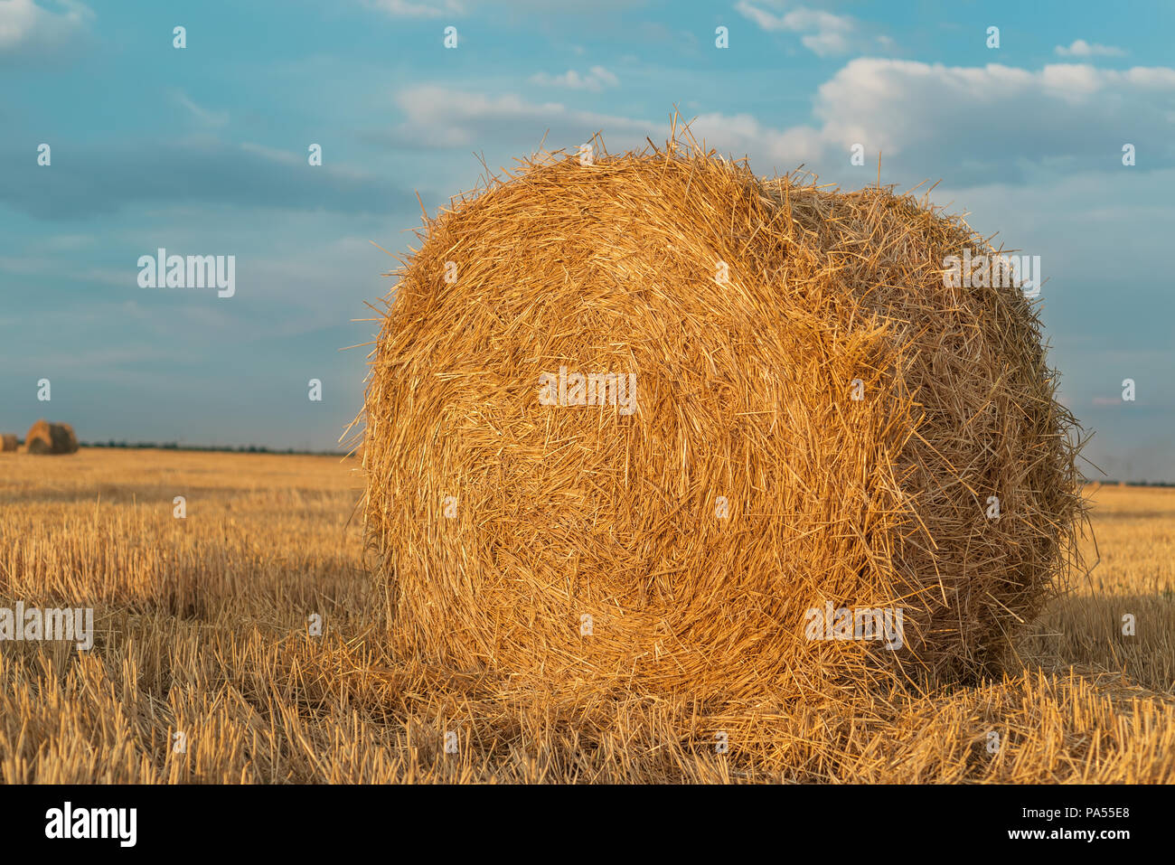 round straw bales closeup in harvested field and blue sky with clouds ...