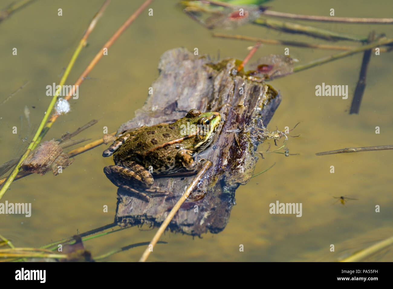 Fog found himself a lifeboat. Frogs in a beautiful clear fresh water pond in Switzerland Stock Photo