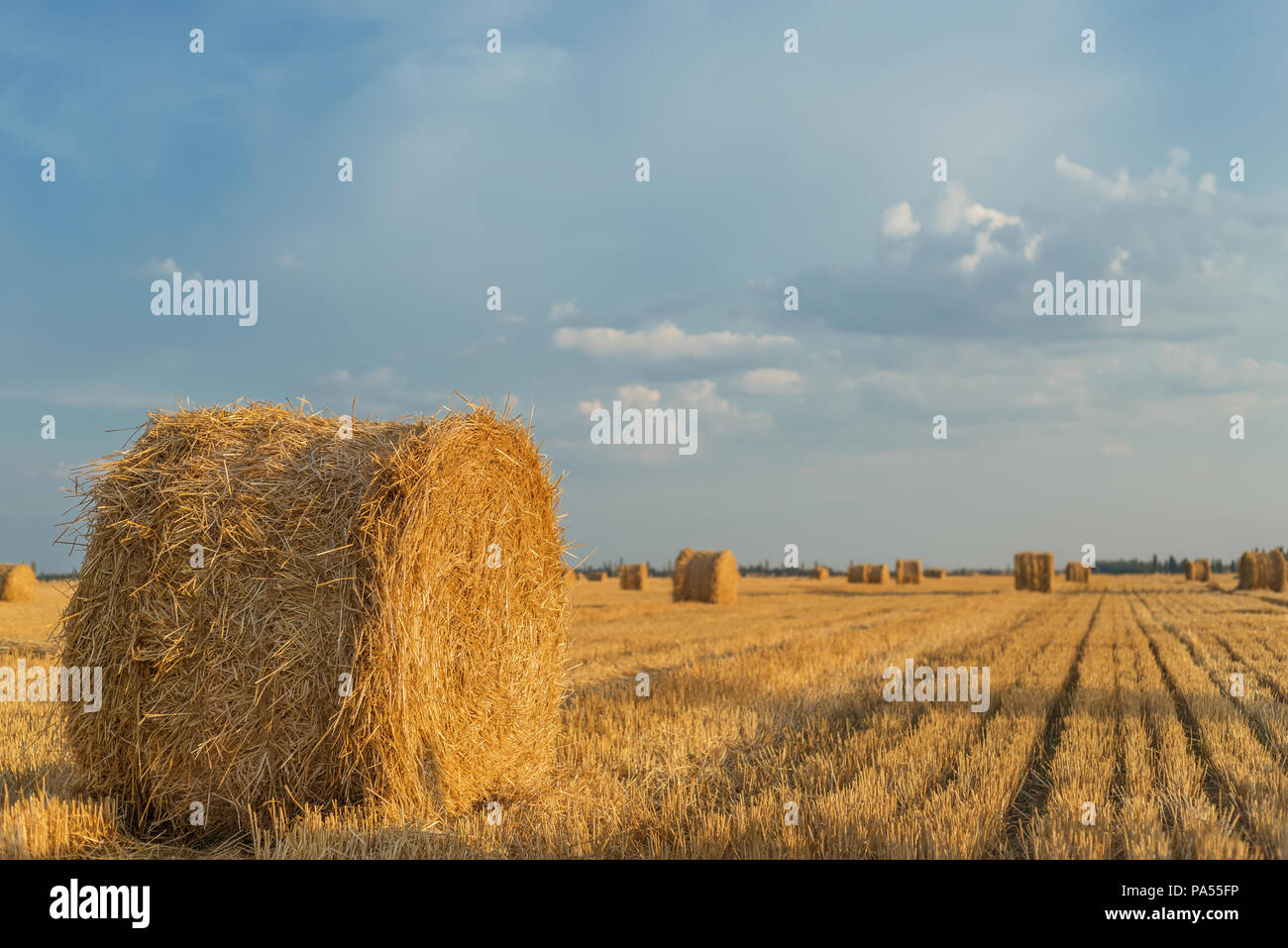 field with straw bales after harvest with cloudy sky in sunset time on ...