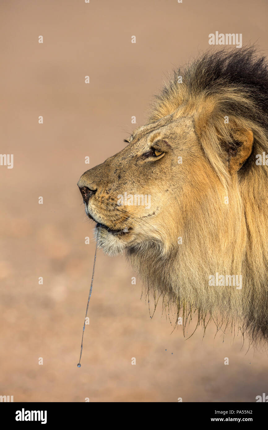Lion (Panthera leo) male dribbling, Kgalagadi Transfrontier Park, South Africa Stock Photo
