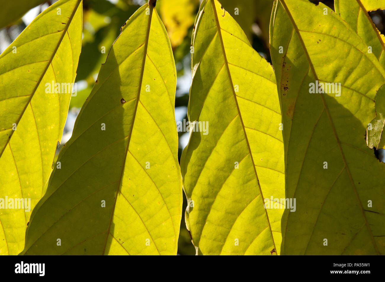 Cocoa tree Leaves Thailand Theobroma cacao Cacaoyer feuilles