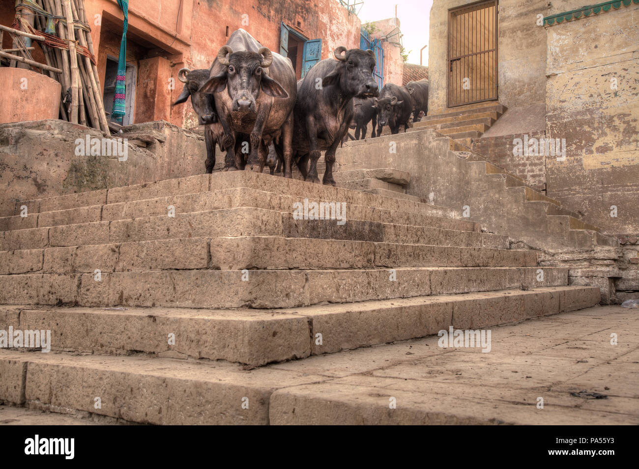 Holy cows at ghats in ancient city of Varanasi, India Stock Photo