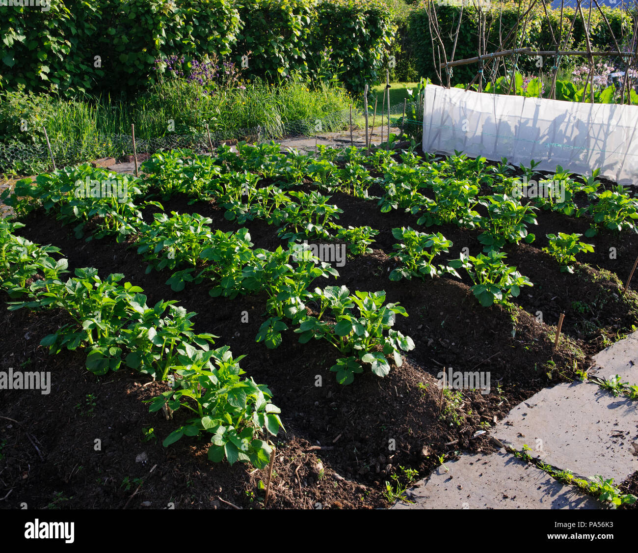 Five rows of earthed-up Orla second early potatoes, a double row of broad beans & runner beans with hazel poles & mesh protection in North Wales, UK. Stock Photo