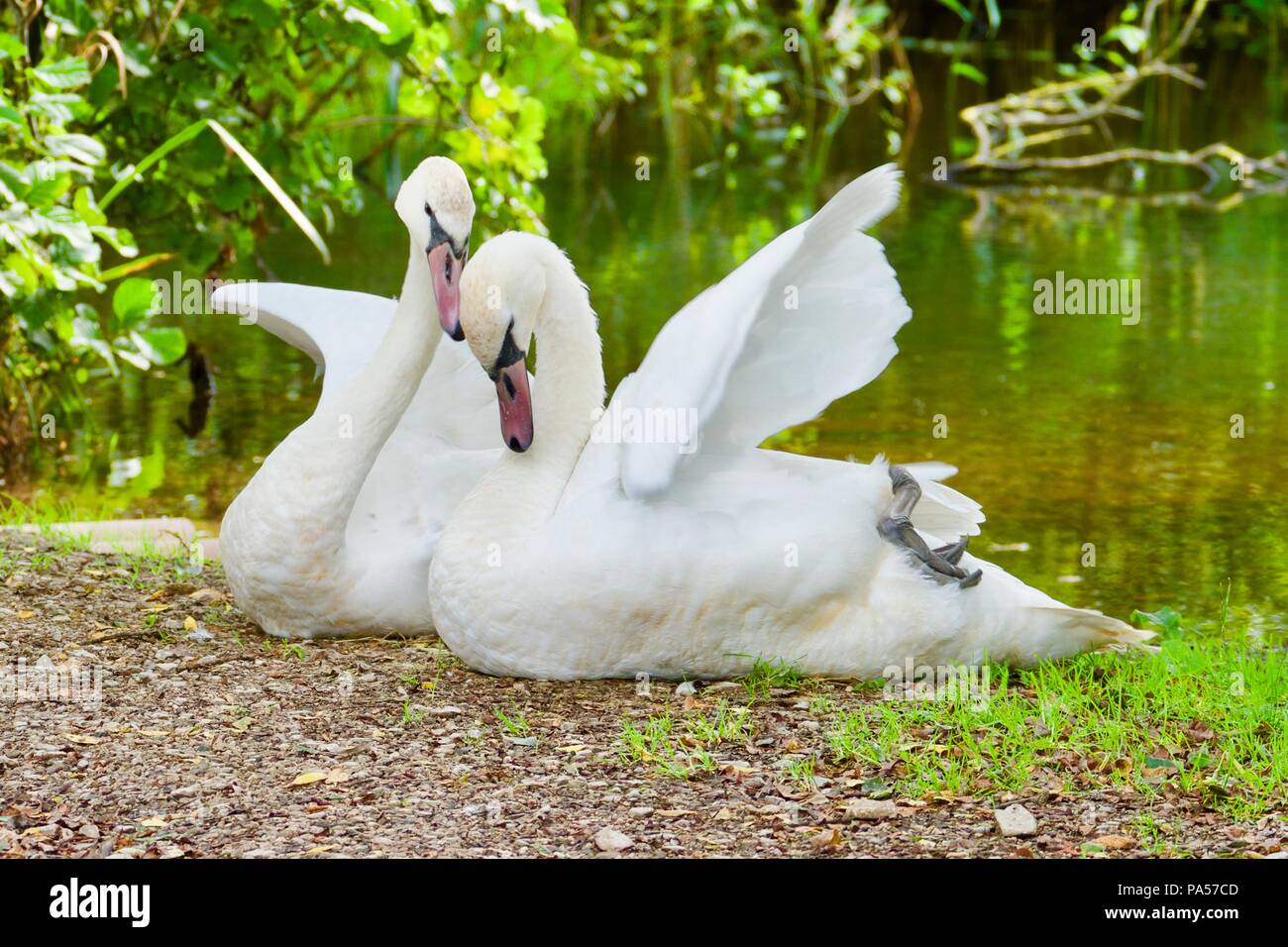 Swans in love Stock Photo