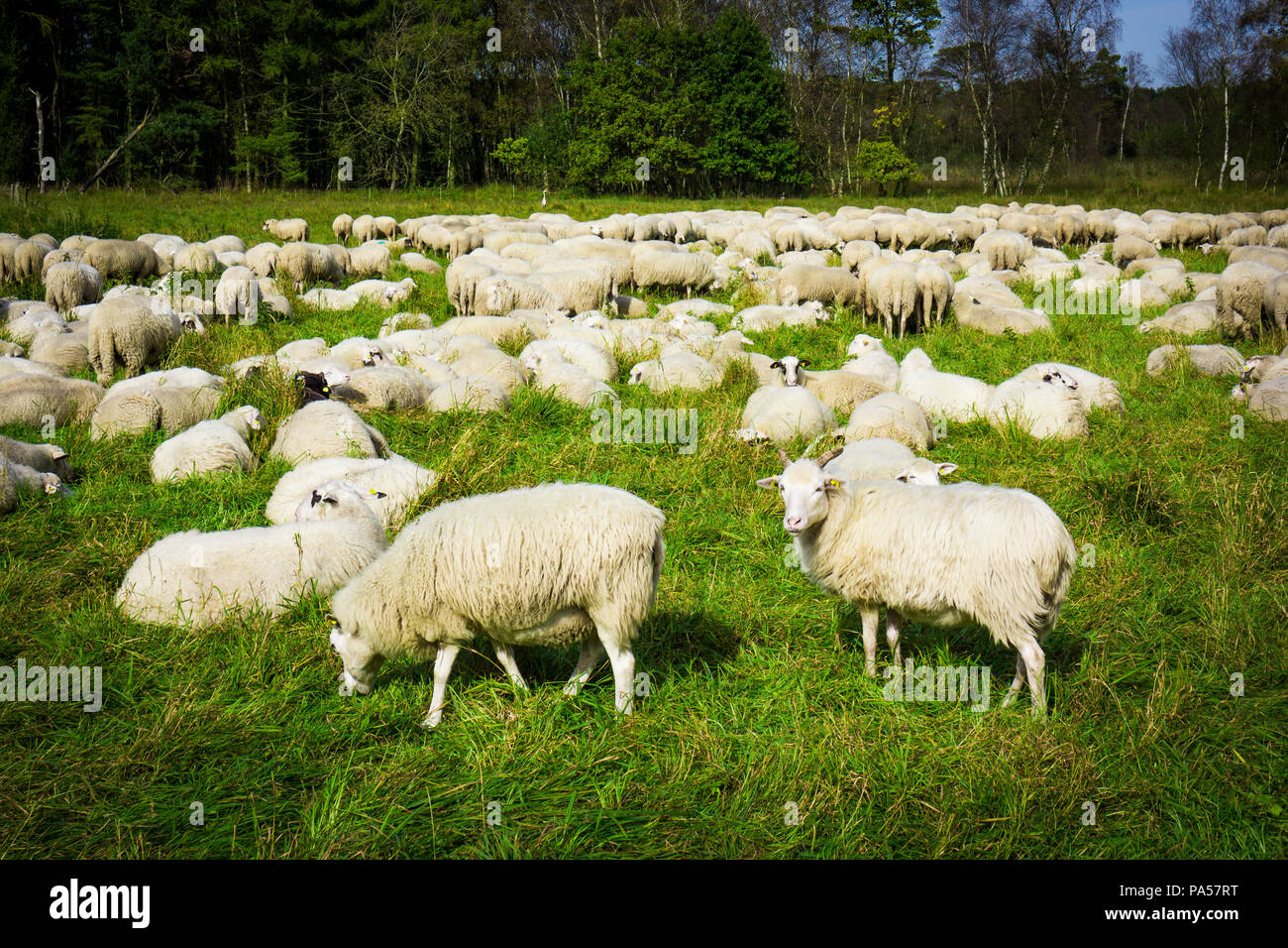 Sheep in nature on meadow Stock Photo - Alamy