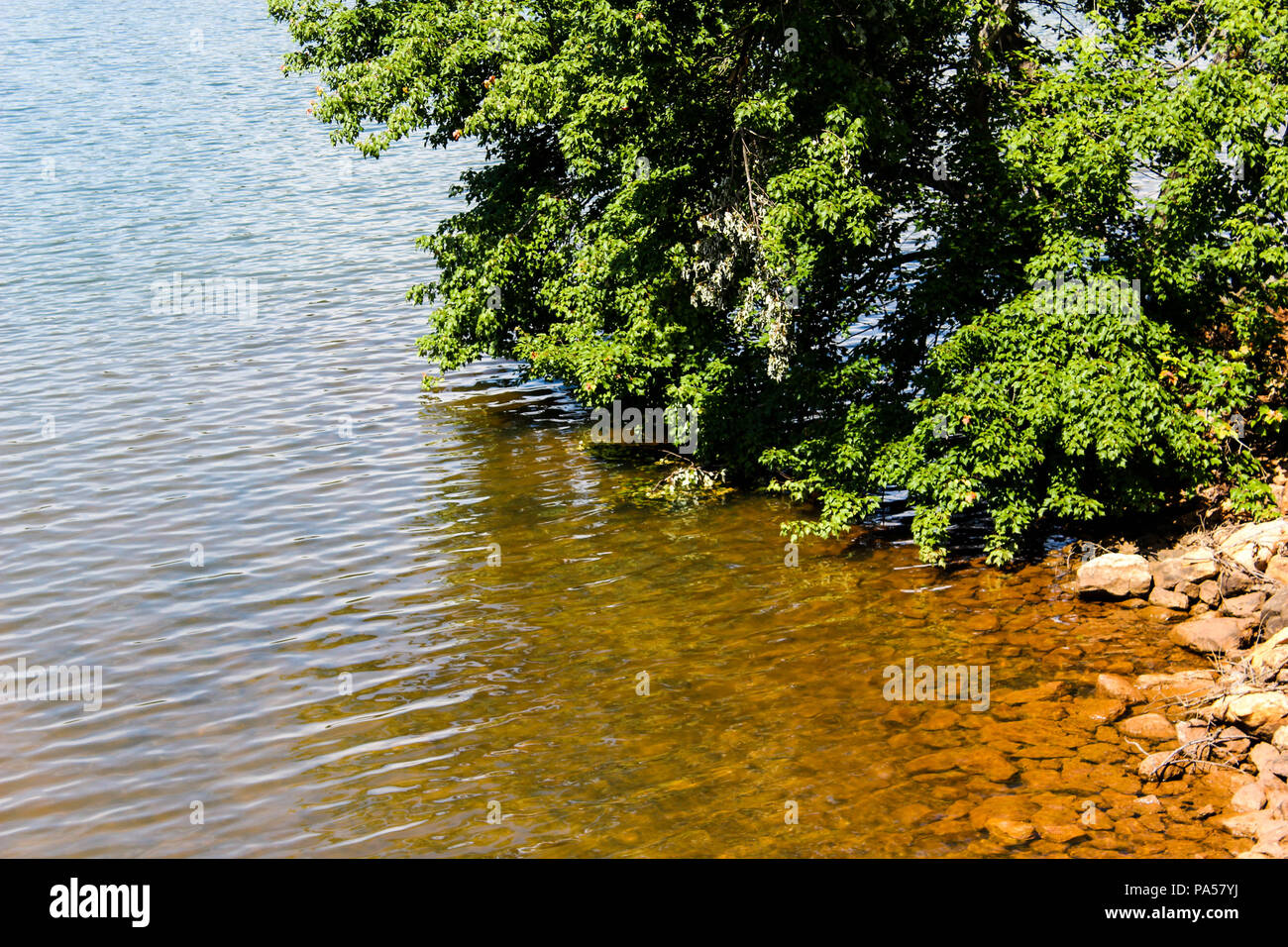 a tree on the side of a river leaning to touch the water. Stock Photo