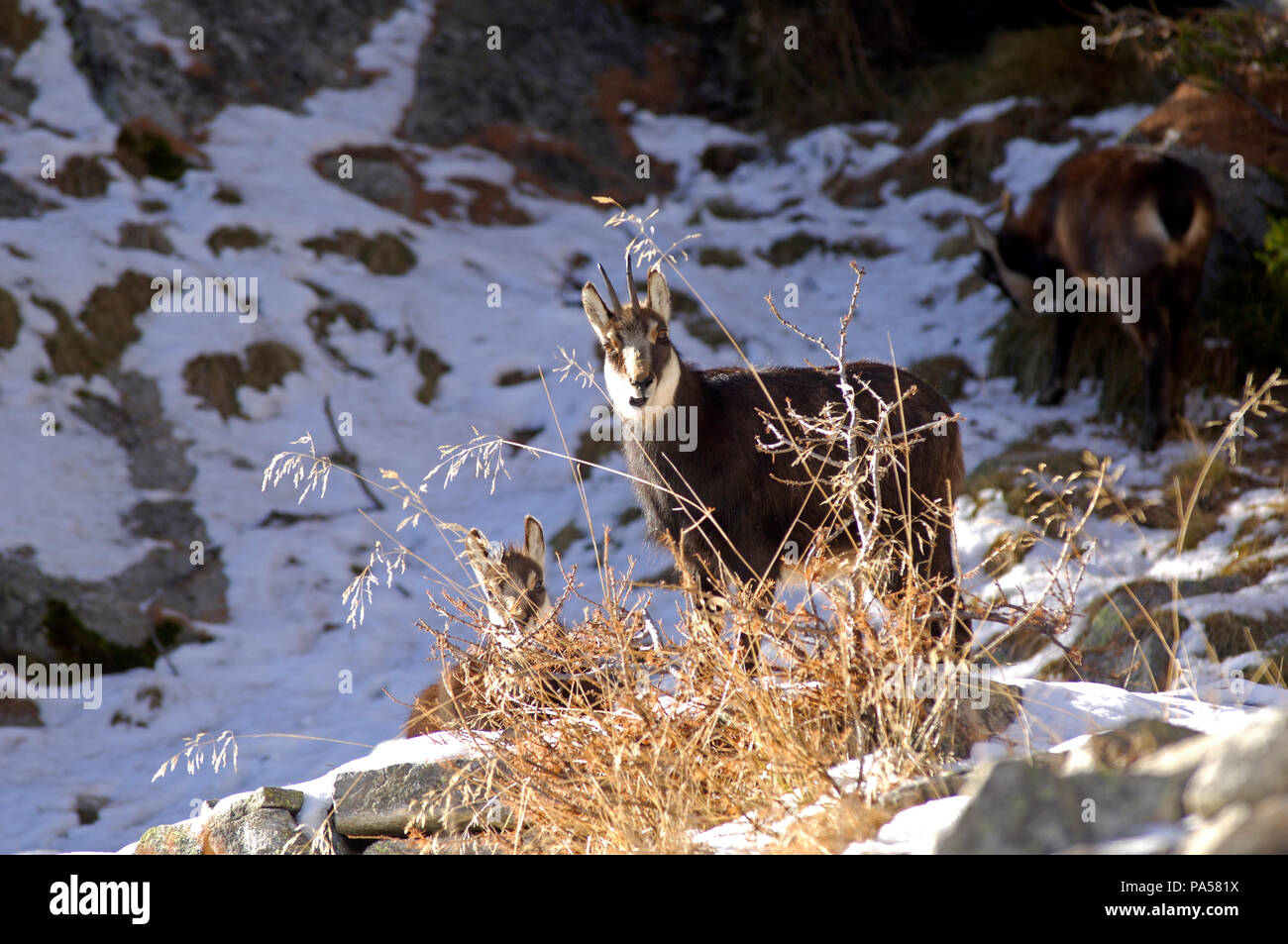 Chamois - Adulte et petit - Alpes -Adult and young - Alps - Rupicapra rupicapra Stock Photo