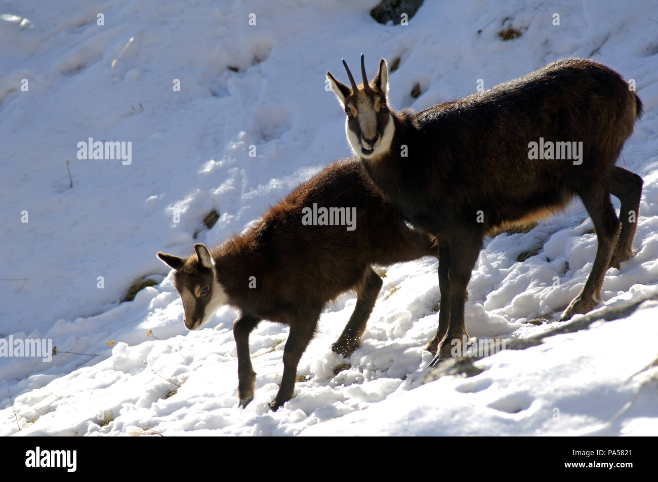 Chamois - Adulte et petit - Alpes -Adult and young - Alps - Rupicapra rupicapra Stock Photo