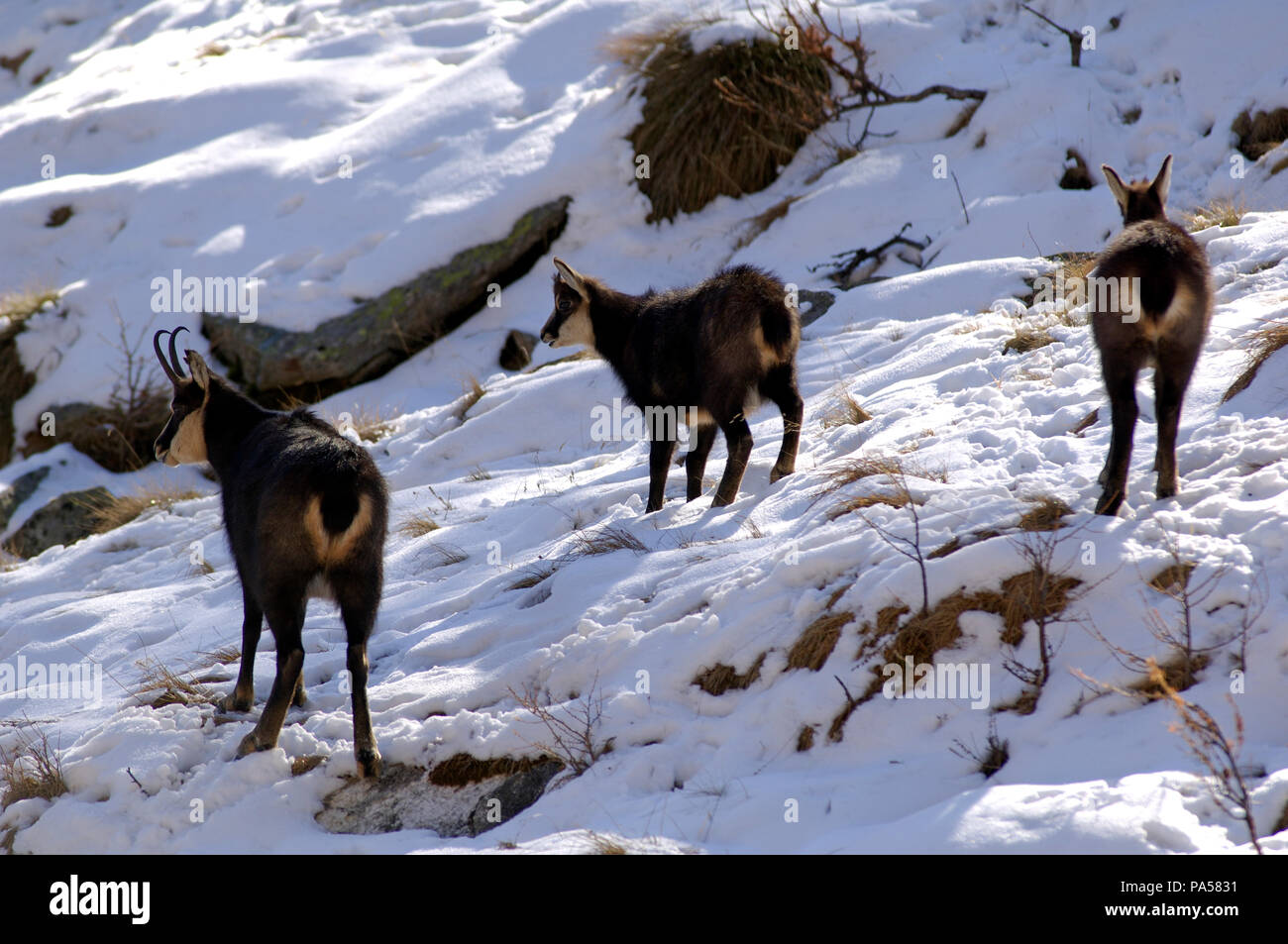 Chamois - Adulte et petits - Alpes -Adult and youngs - Alps - Rupicapra rupicapra Stock Photo