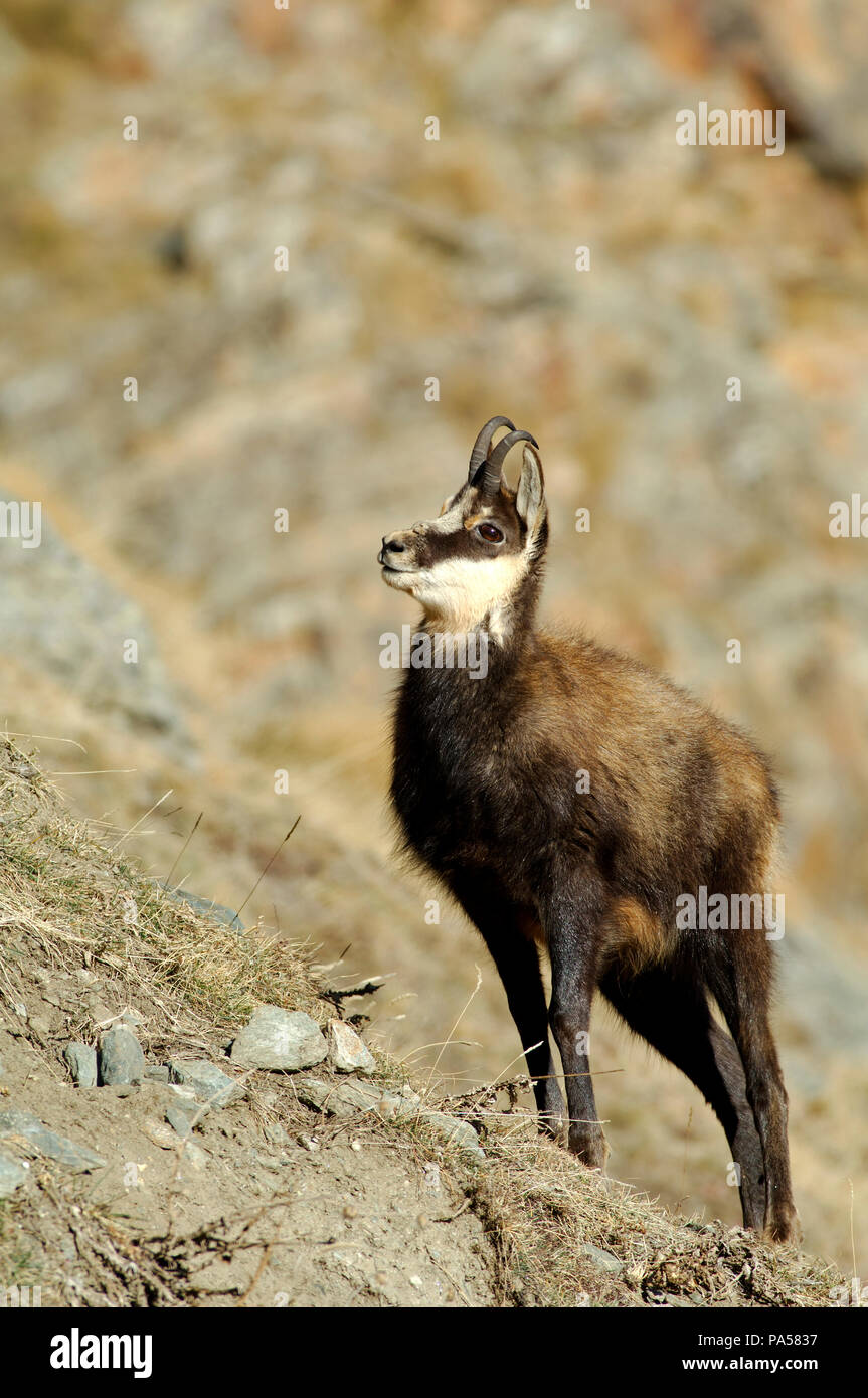 Chamois Alpes Alps Rupicapra Rupicapra Stock Photo Alamy