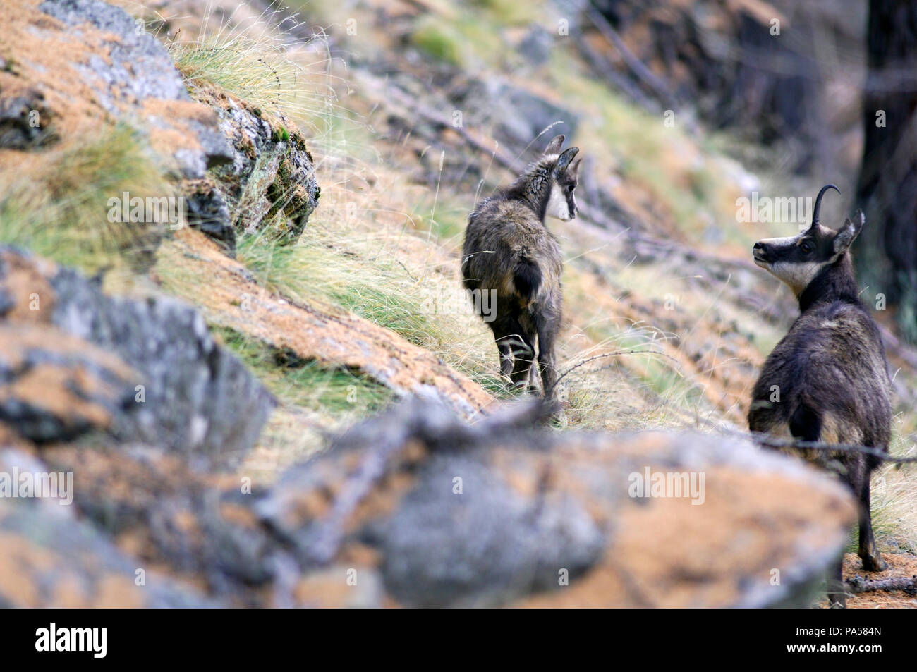 Chamois - Adulte et petit - Alpes -Adult and young - Alps - Rupicapra rupicapra Stock Photo