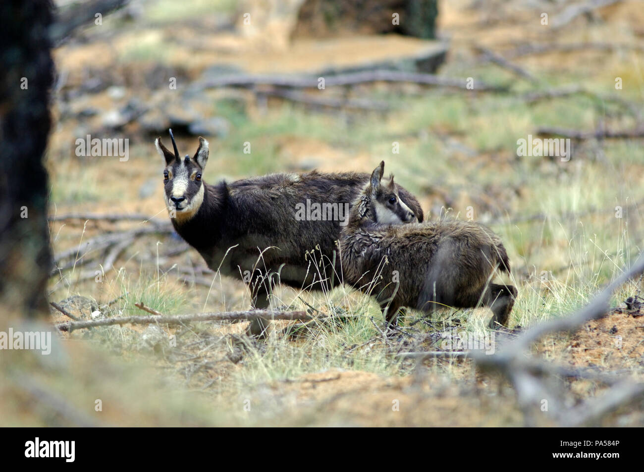 Chamois - Adulte et petit - Alpes -Adult and young - Alps - Rupicapra rupicapra Stock Photo