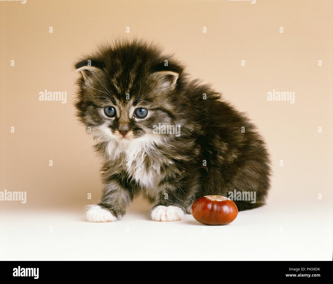 Petit Chat High Resolution Stock Photography And Images Alamy Petit Chat High Resolution Stock Photography And Images Alamy