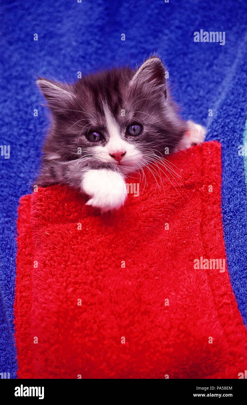 European Cat In A Pocket Felis Catus Chat Europeen Dans Une Poche Stock Photo Alamy