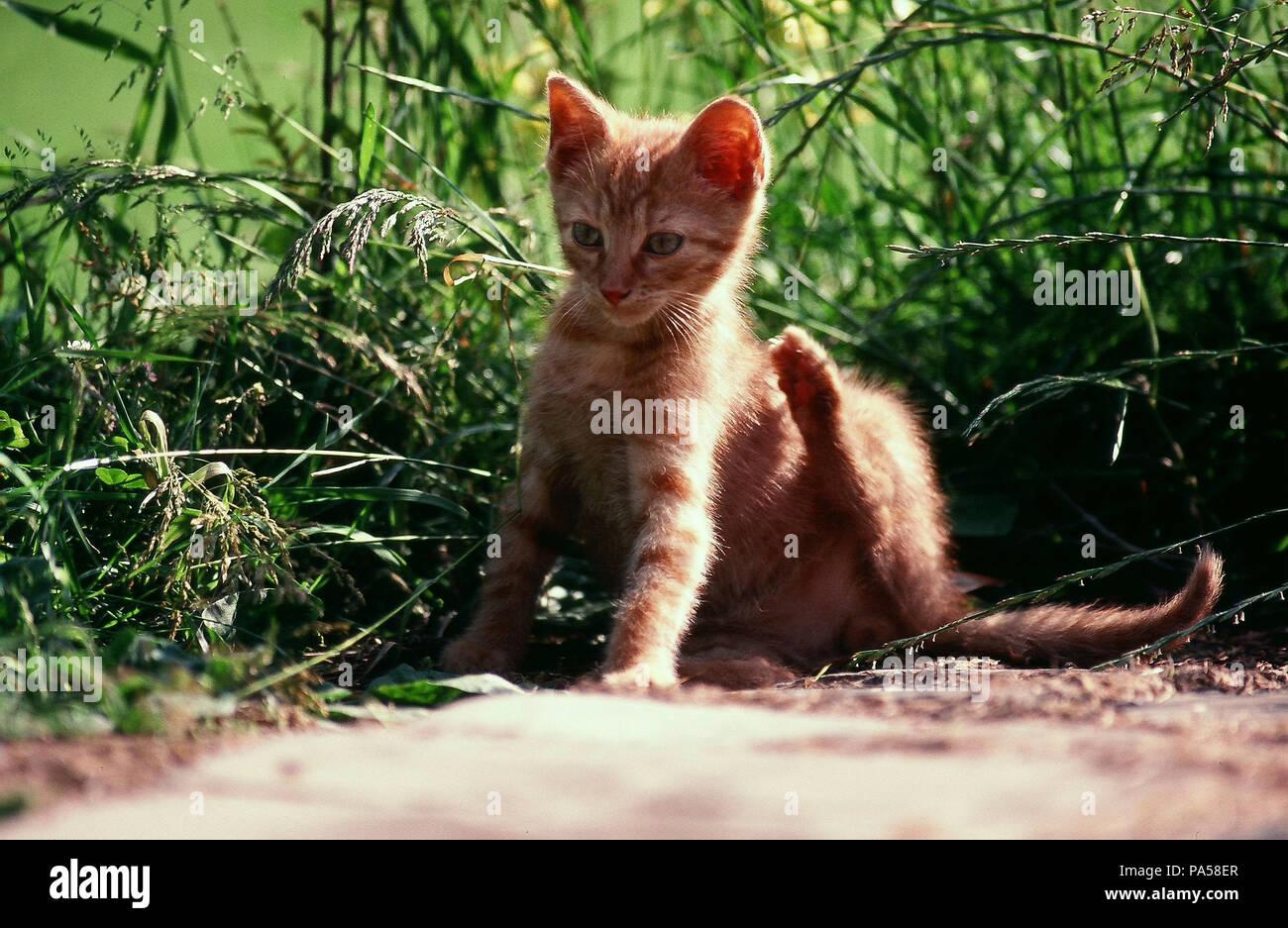 European Cat Felis Catus Chat Europeen Stock Photo Alamy