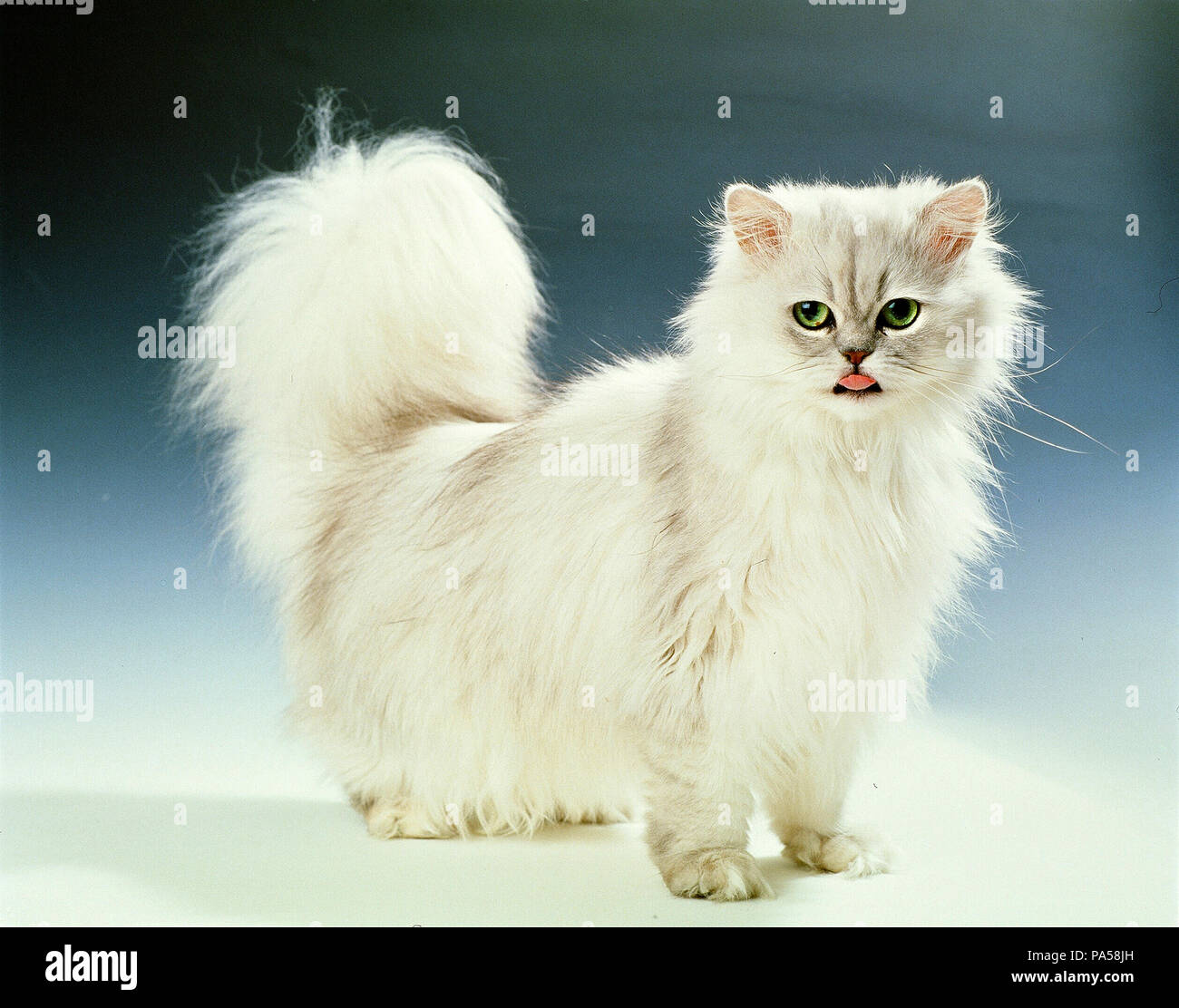 C8 Alamy Com Comp Pa58jh Persan Chinchilla Pers