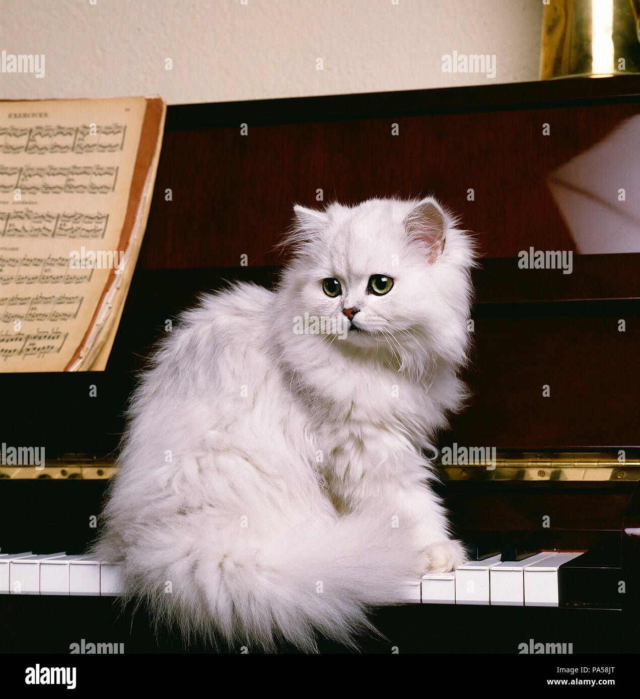 C8 Alamy Com Comp Pa58jt Persan Chinchilla Sur