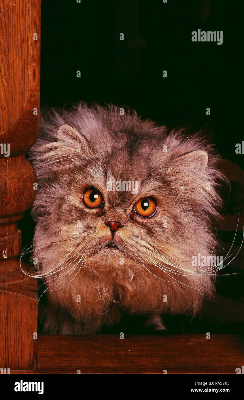 Silver Tabby Persian High Resolution Stock Photography And Images Alamy