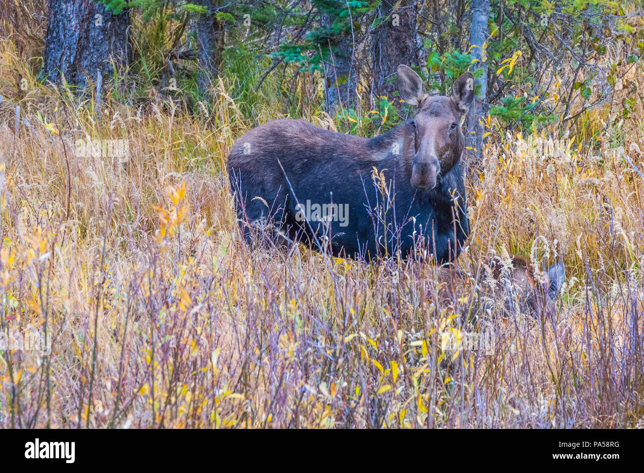 Female Moose in forested area along Kebler Pass in West Elk Mountains near Crested Butte, Colorado. Stock Photo