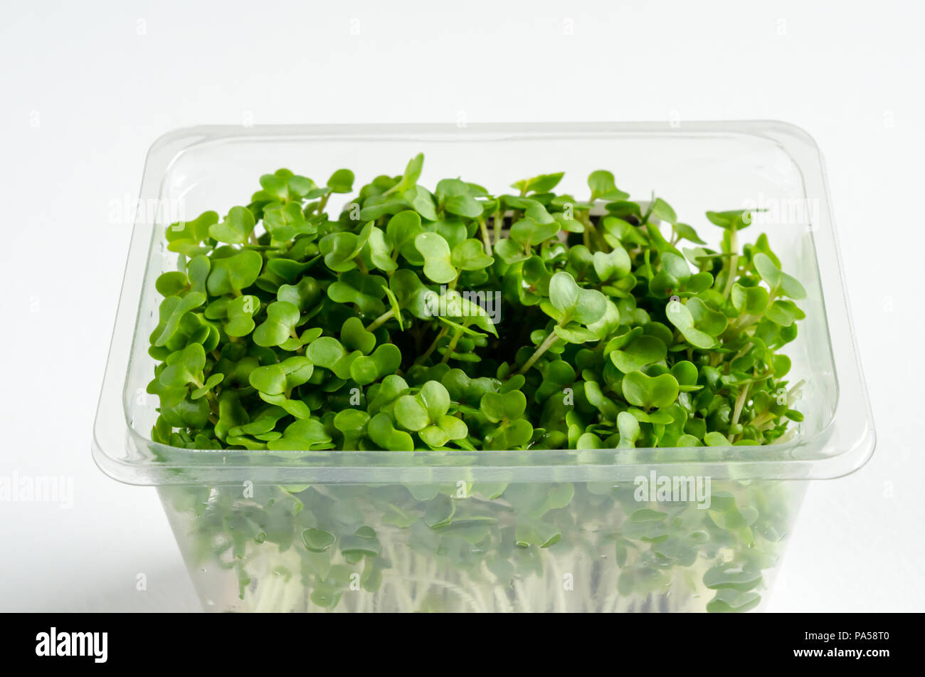 A Closeup Studio Photograph of Mustard Cress Stock Photo Alamy