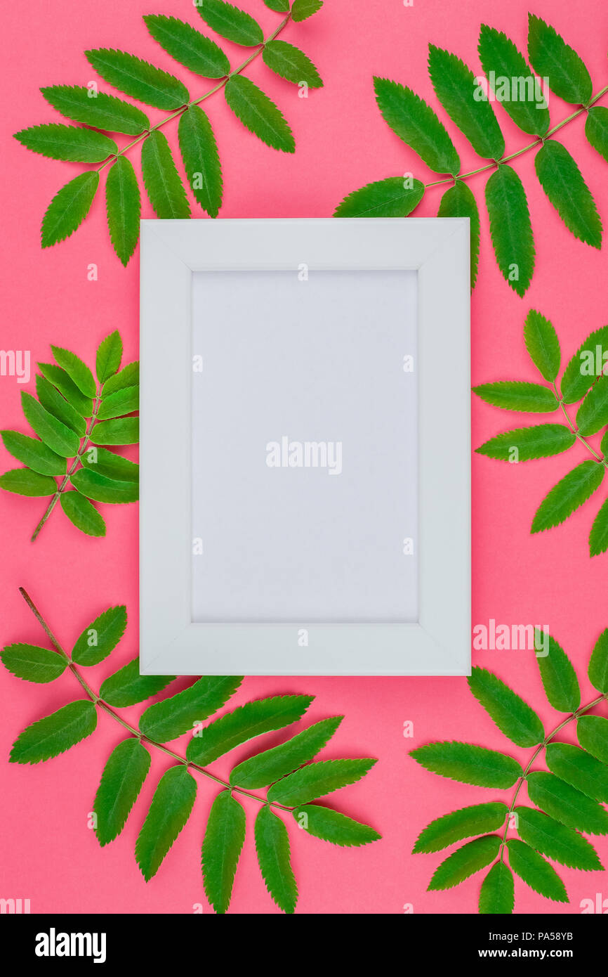 Creative flat lay top view white frame mock up with fresh green rowan ...