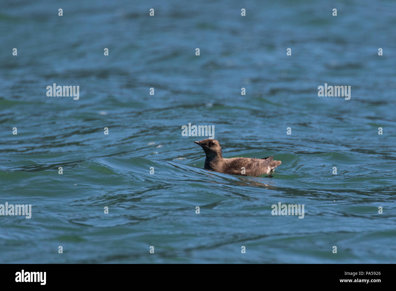 Marbled Murrelet Stock Photo