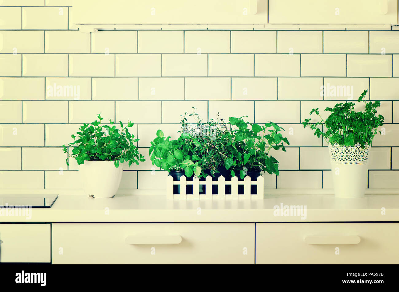 Mint, thyme, basil, parsley - aromatic organic herbs on white kitchen ...
