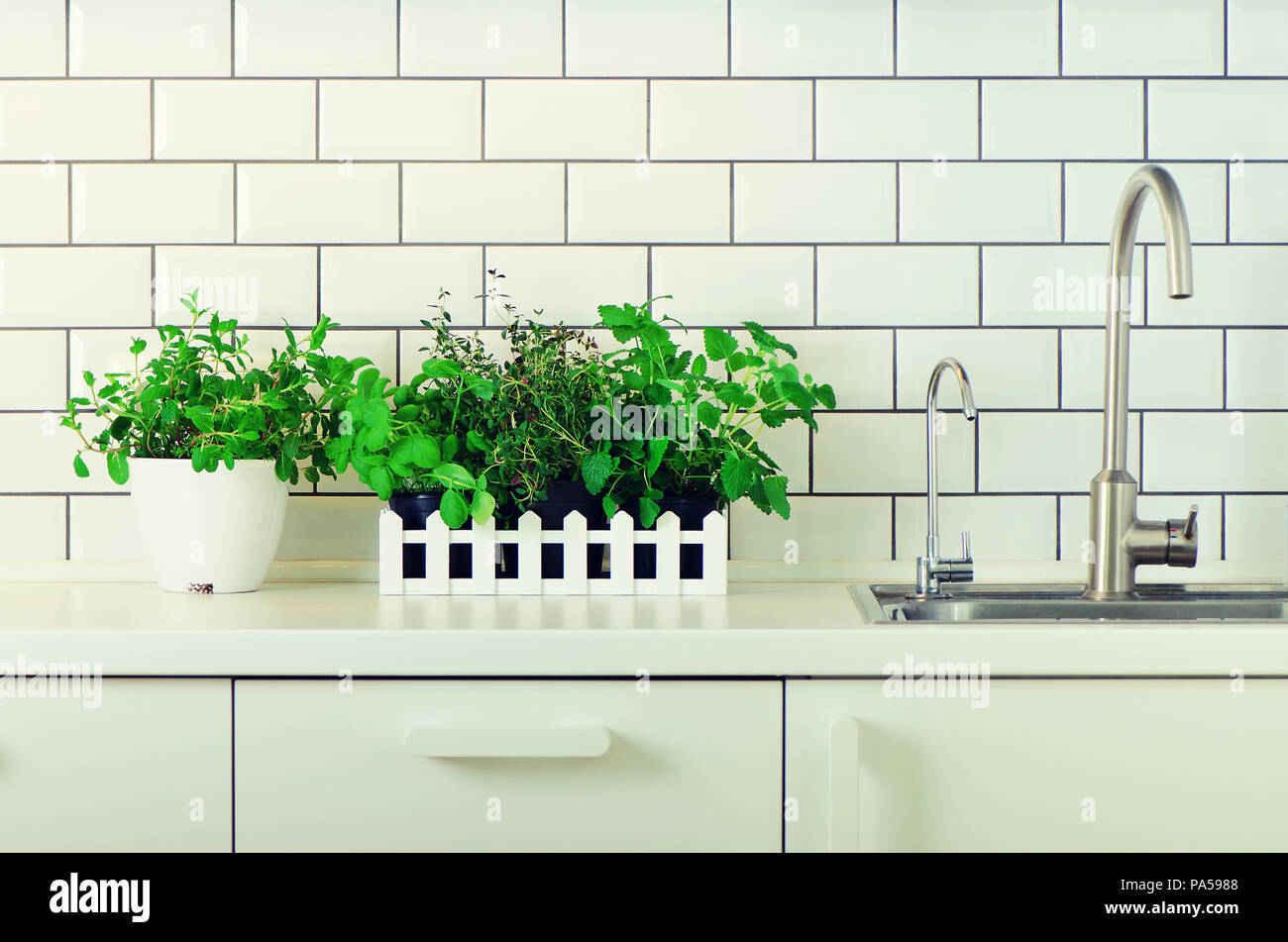 Mint, thyme, basil, parsley - aromatic organic herbs on white kitchen ...