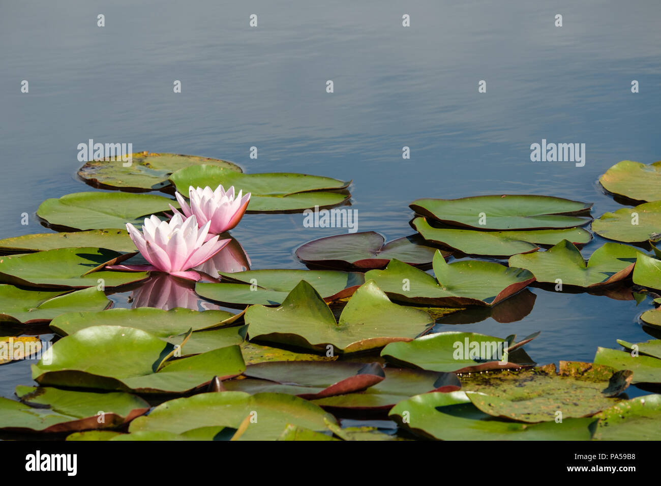 Water Lilies at Little Hatchet Pond near Beaulieu The New Forest Hampshire England UK Stock