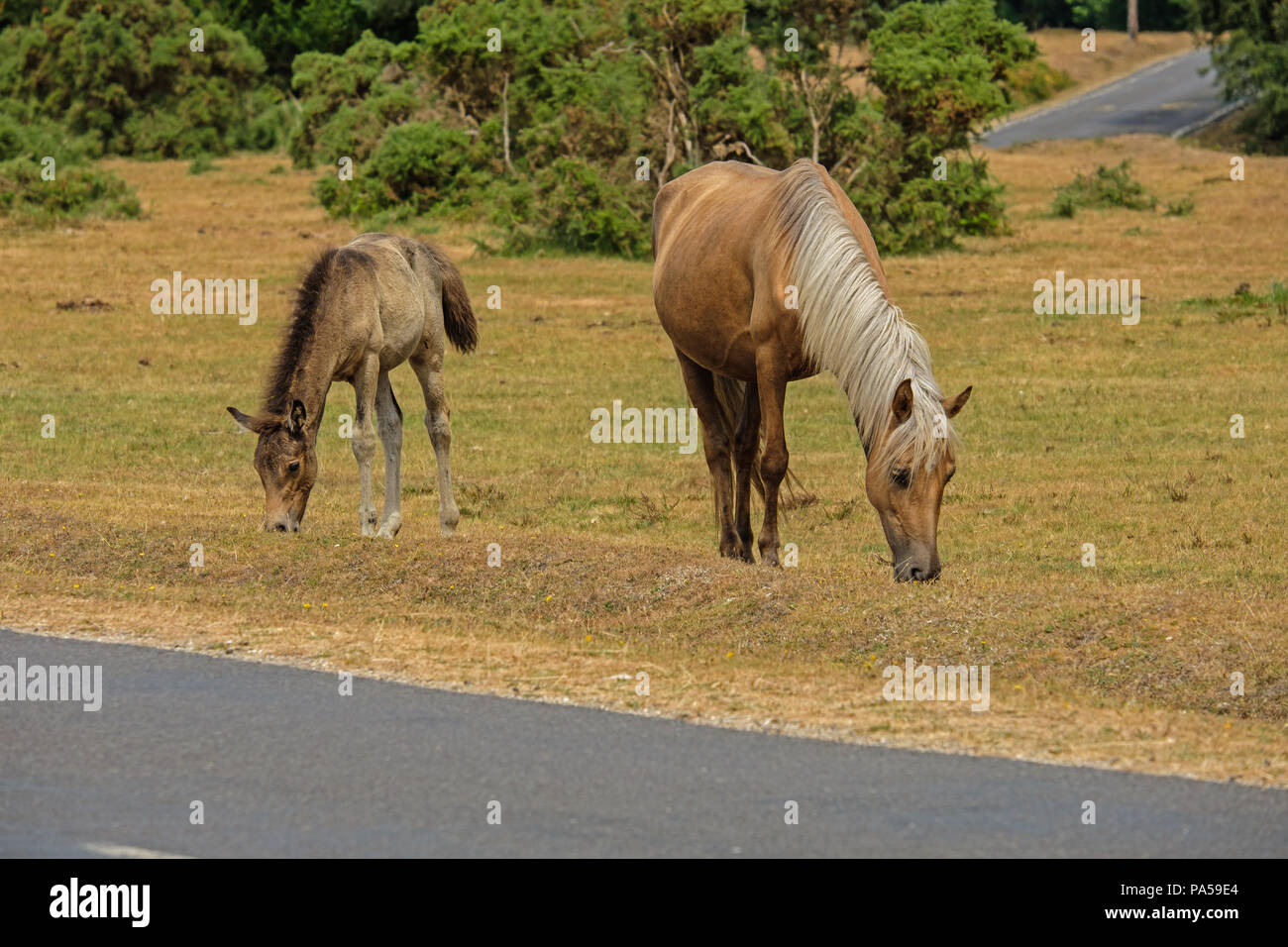 New Forest Ponies The New Forest Hampshire England UK Stock Photo