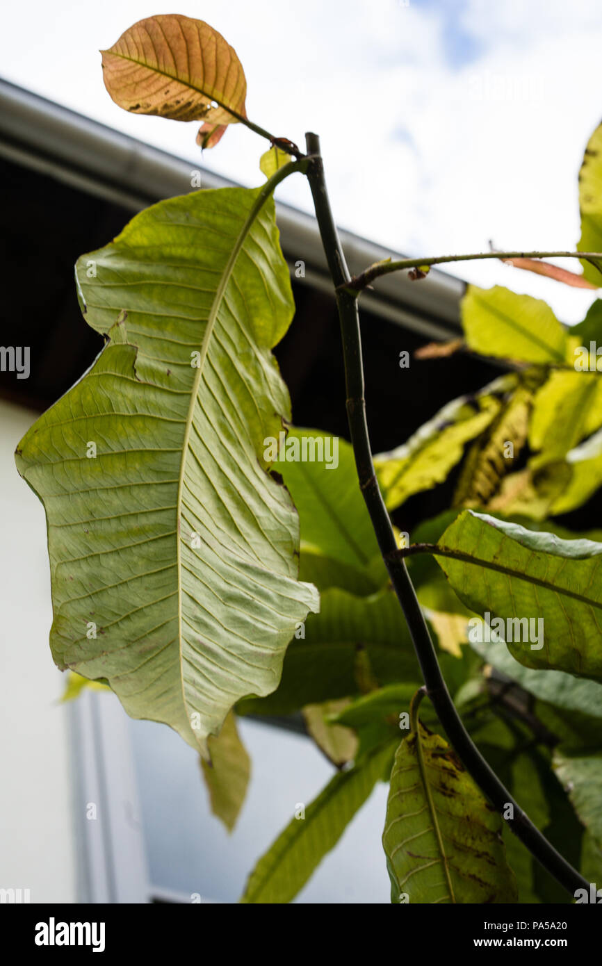 leaf close up of triplaris polygonaceae surinamensis long john mulat tree from surinam Stock Photo