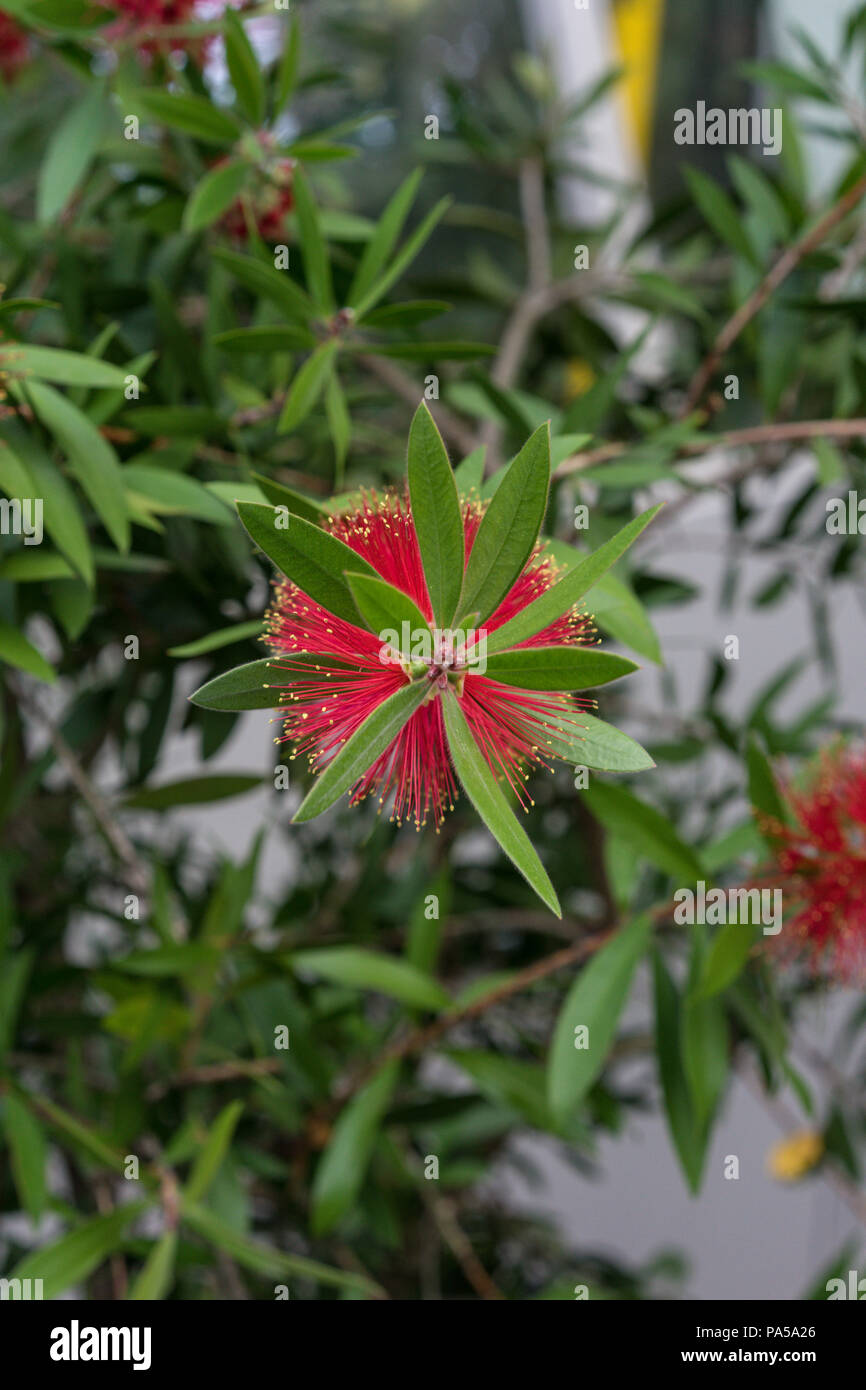 red flower of callistemon citrinus myrtaceae plant cylinder cleaning plant from Mediterranean Sea Area close up Stock Photo