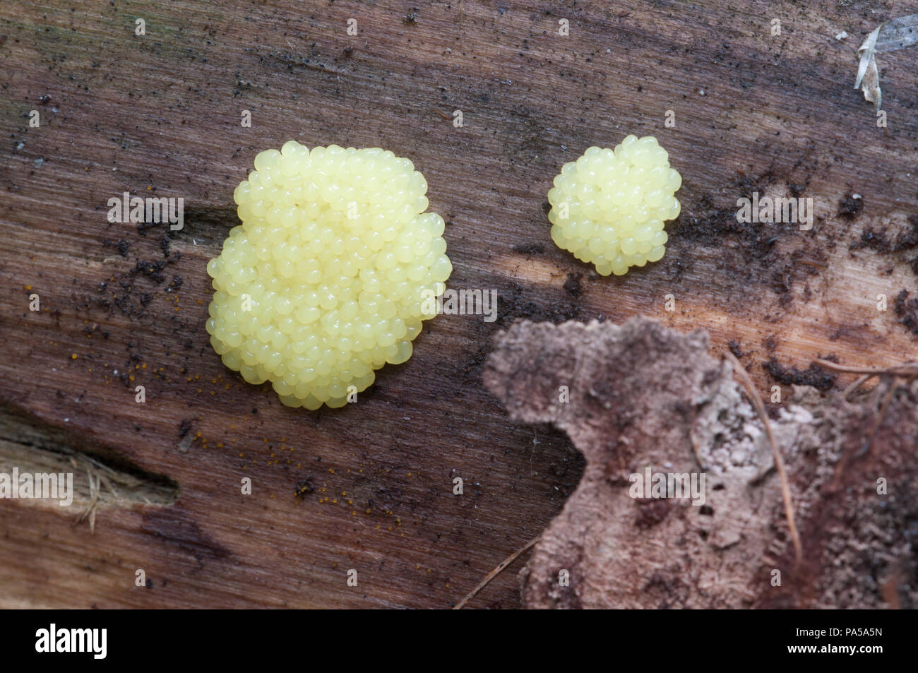 Ceratiomyxa fruticulosa slime mould on an old stump Stock Photo