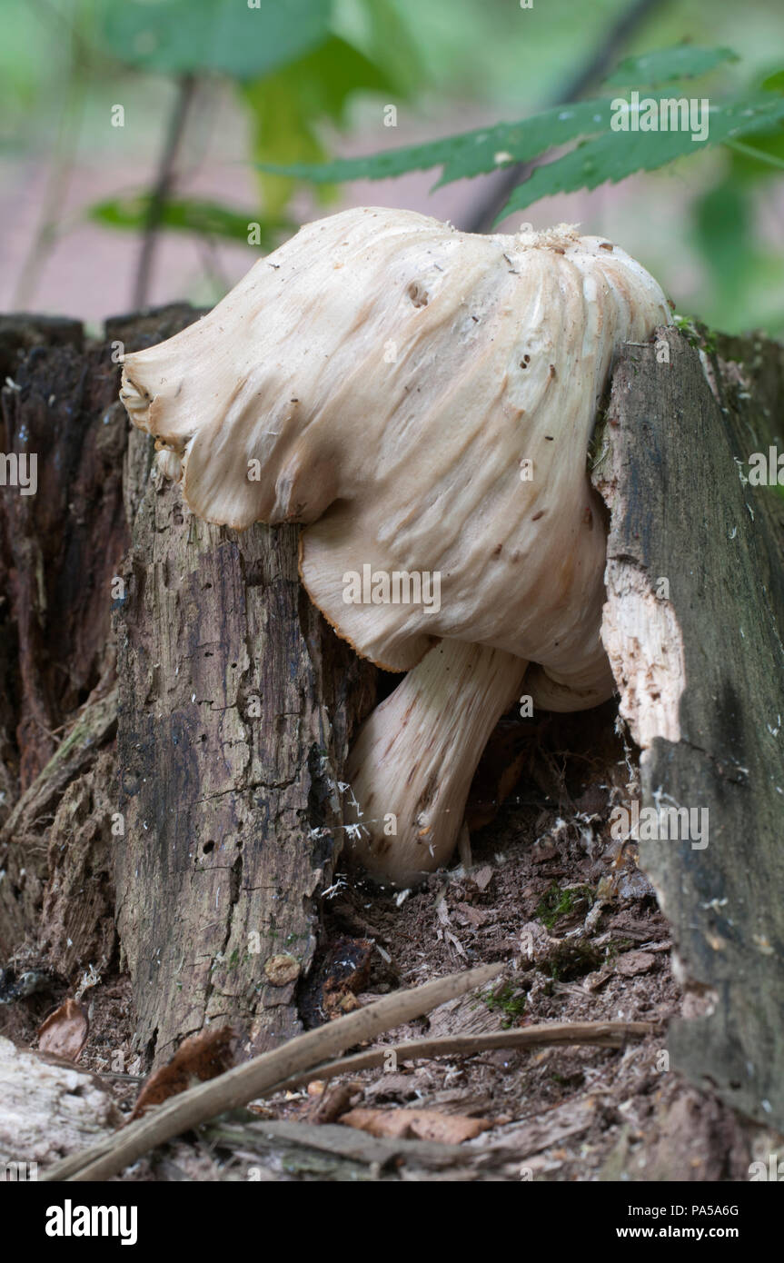 Pluteus sp. mushroom on an old stub Stock Photo