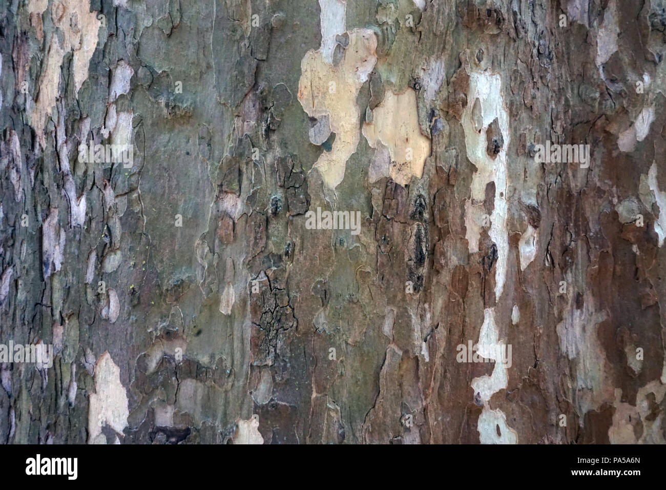 brown bark of a tree Stock Photo