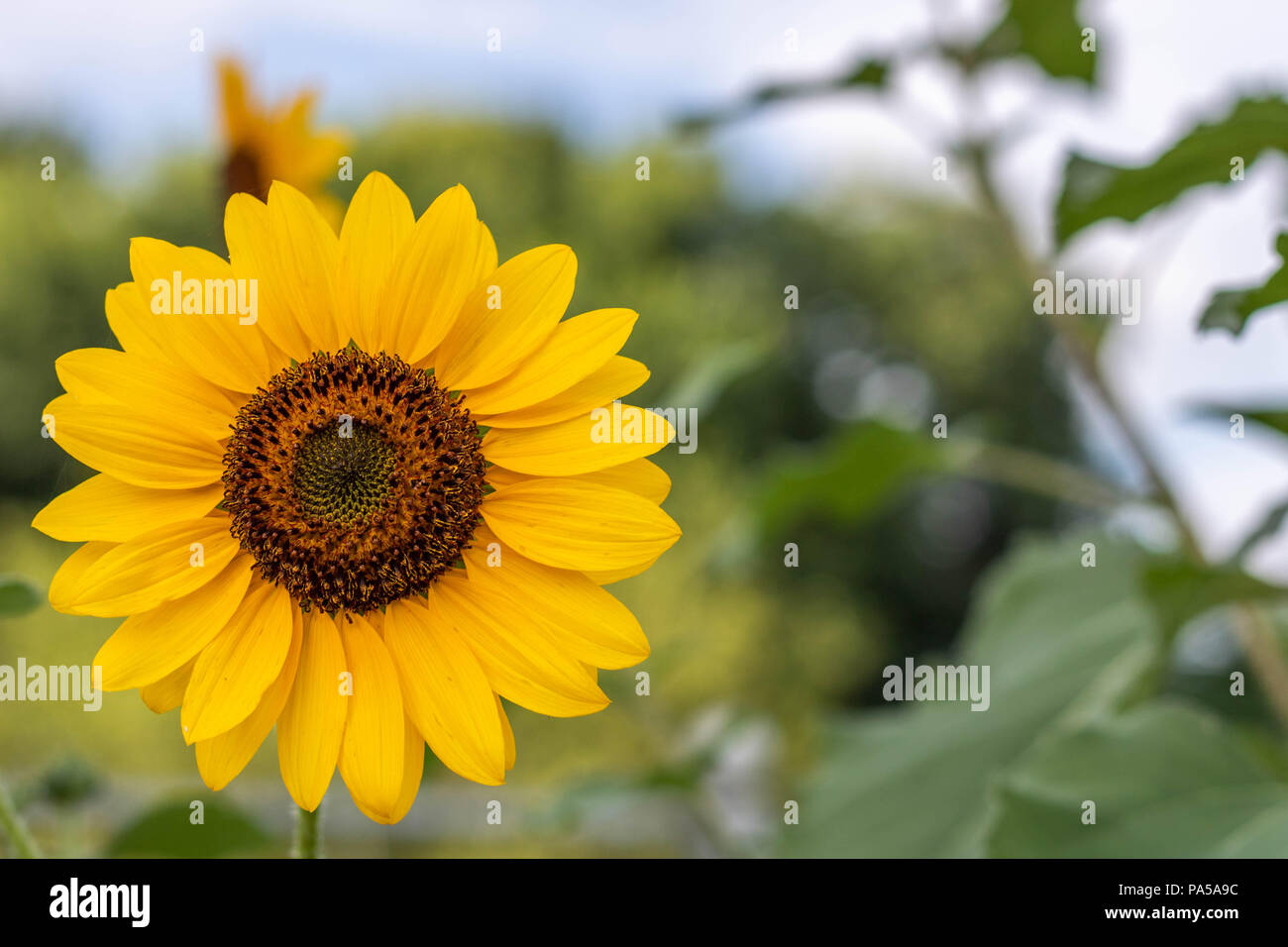 Sunflower in field up close Stock Photo - Alamy
