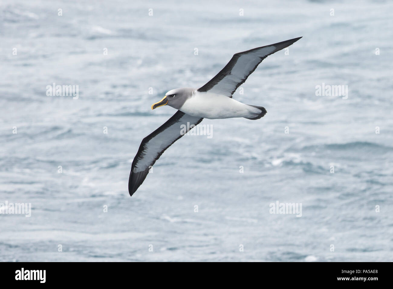Ocean albatross hi-res stock photography and images - Alamy