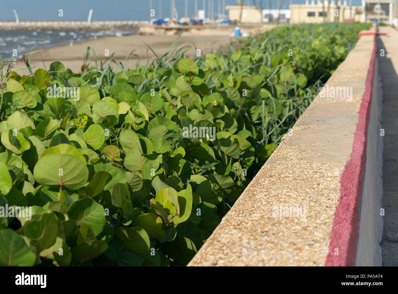 COATZACOALCOS, VER/MEXICO: A small patch of mangrove planted along the boardwalk to keep sand from flying into the streets and prevent beach erosion Stock Photo