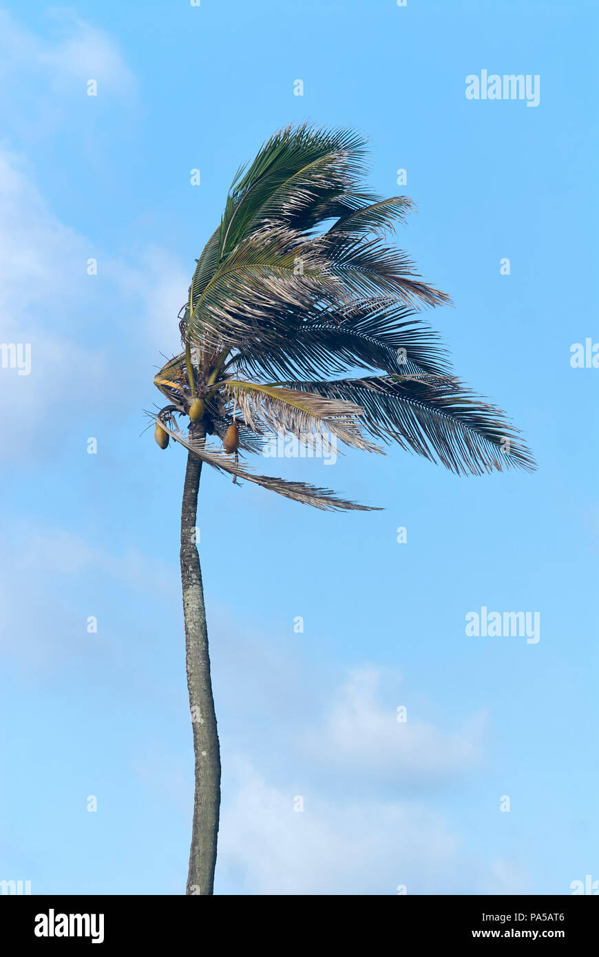 Coconut palm tree (Cocos nucifera) with leaves pointing in the direction of sea wind Stock Photo