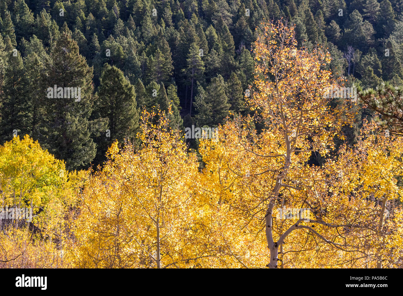 Beautiful fall colors! Aspen leaves changing color in the Rocky
