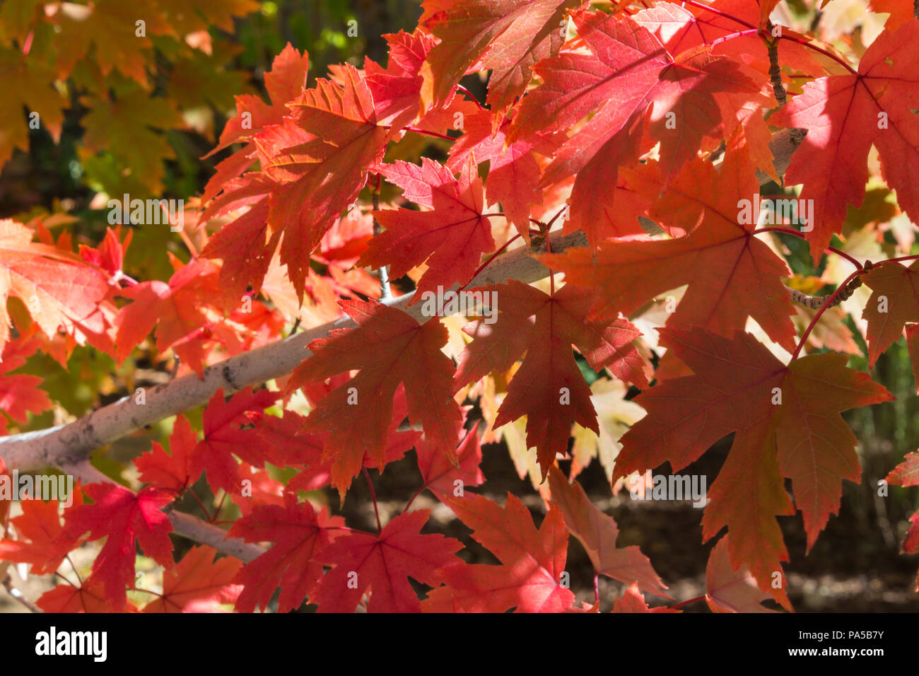 Beautiful red maple leaves with fall colors on display. Simply gorgeous! Stock Photo