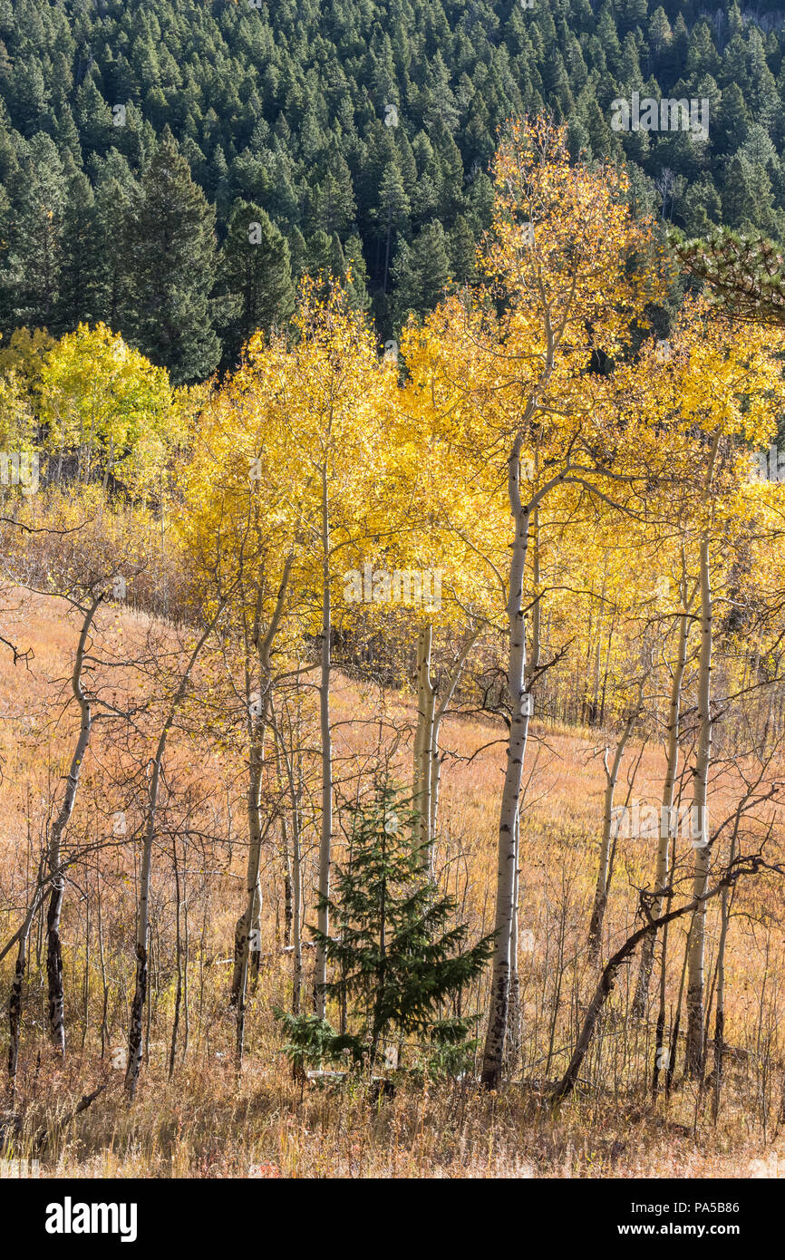 Beautiful fall colors! Aspen trees changing color in the Rocky