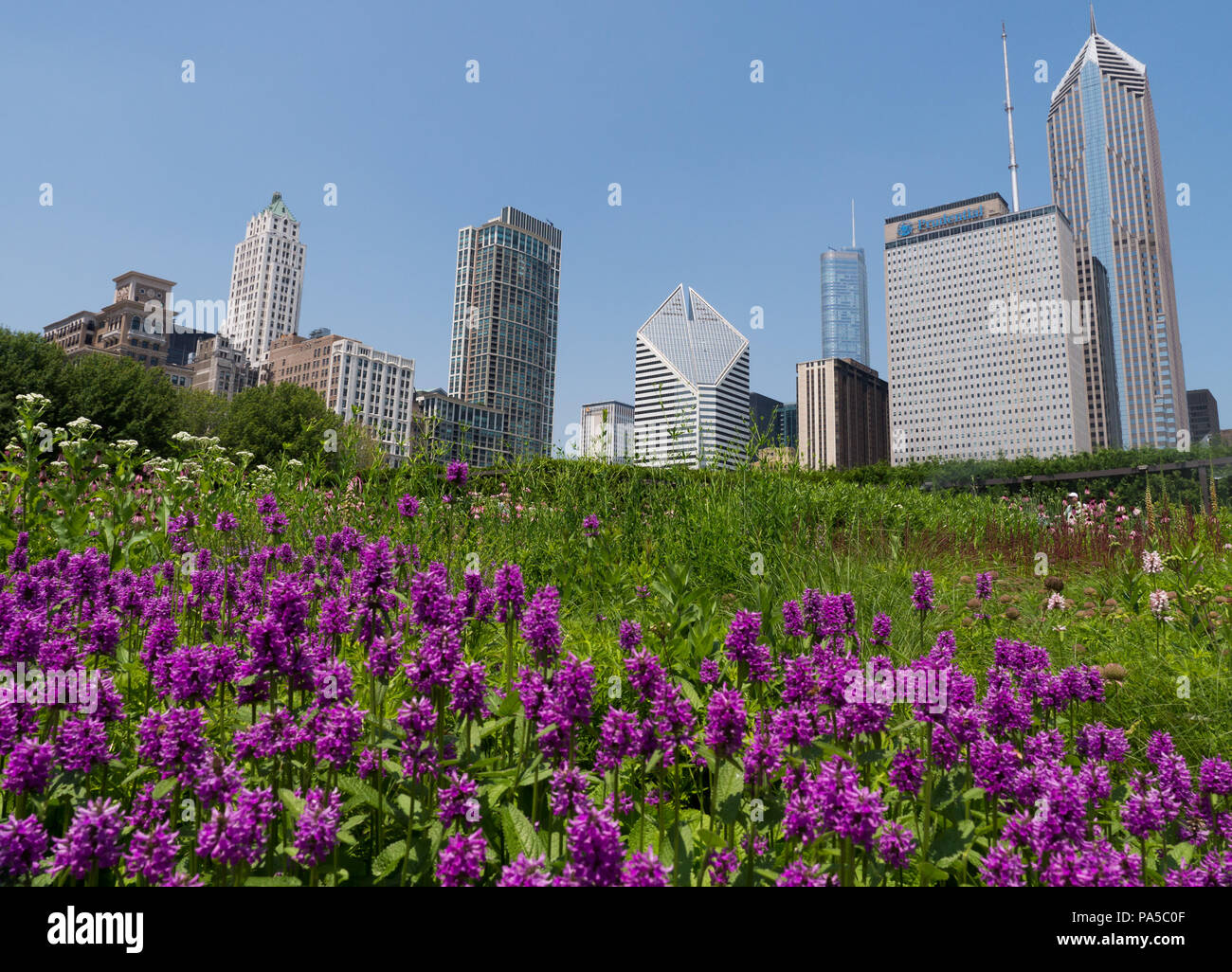 Beautiful blue sky with purple flowers in foreground, green in the ...