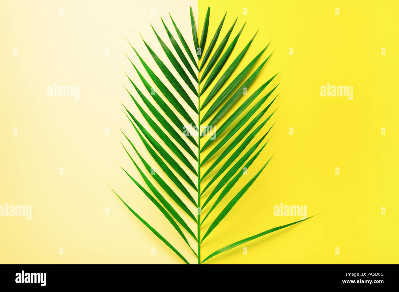 Styled summer concept. Tropical palm leaves on yellow and blue ...